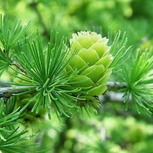 Larch Tree seeds for bonsai and garden air purification