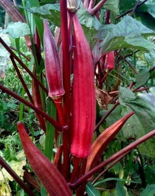 Red Okra Abelmoschus Esculentus vegetable Seeds for productive rows in the kitchen garden and backyard vegetable beds