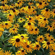Rudbeckia Coneflower Seeds (Rudbeckia hirta) for seasonal color across the Wildflower Garden