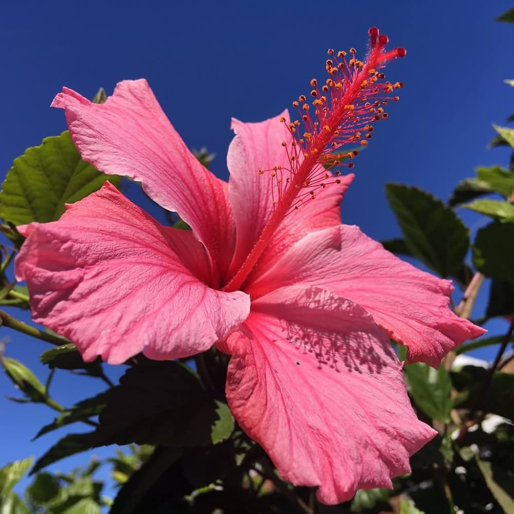 Hibiscus flower red orange giant seeds for planting in hardy exotic garden beds