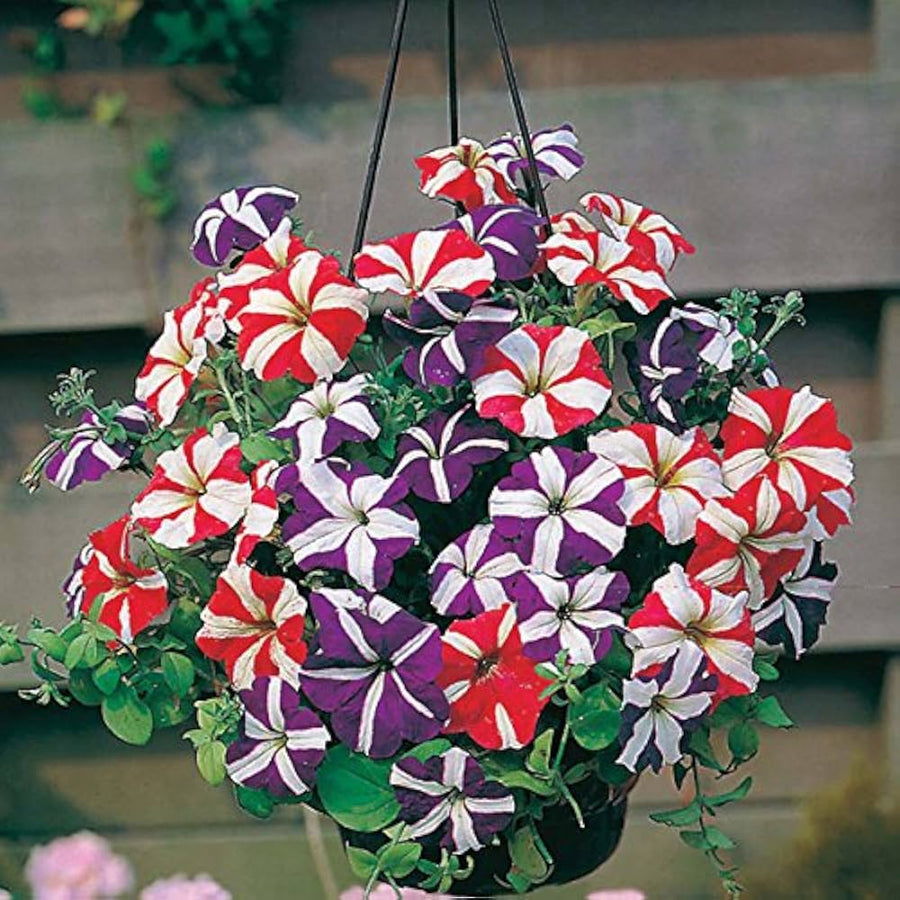 Petunia Petunia Hybrida Colored Tree Flower Seeds for Planting – Great for Decorative Home Garden and Large Pots