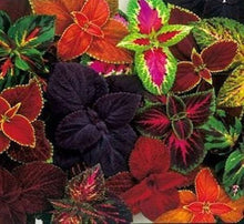 Rainbow Coleus Seeds (Plectranthus scutellarioides) for a lasting display in the Flower Bed & Urban Garden