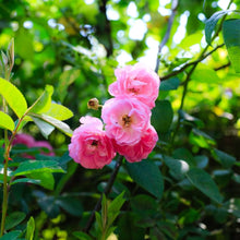 Dream Rose Seeds (Chinensis romantic) for seasonal color across the Rosa garden flower bed