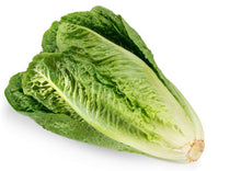 Romaine Lettuce Seeds for growers stocking the Fresh Garden Harvest