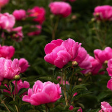Chinese Peony Seeds for a bright addition to the Flower Bed & Garden