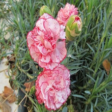 Garofano Orange Dianthus Caryophyllus Seeds for sweet homegrown fruit in the flower bed