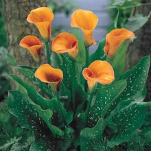 Peace Lily Seeds for reliable seasonal color