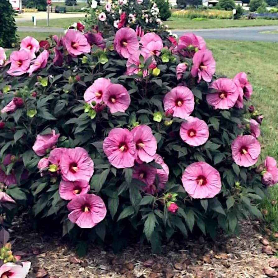 Heirloom Non-GMO Dark & Hellrosa Swamp Mallow Seeds