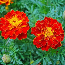 Marigold Ez Wachsen Französisch Doppelte Gelbe Marigold Seeds for a bright addition to the flower bed