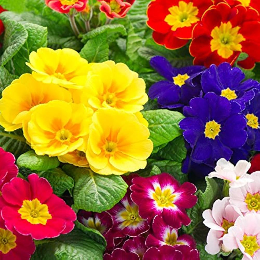 Common Blue Primrose flower seeds â€“ soft blue early-blooming annual
