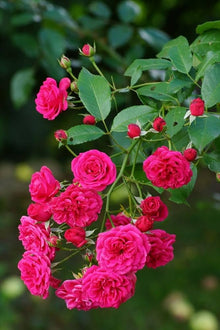 Rose Rosa Hybrida Climbing Seeds for vertical growth across the Vertical Garden, Fences, and Trellis Use