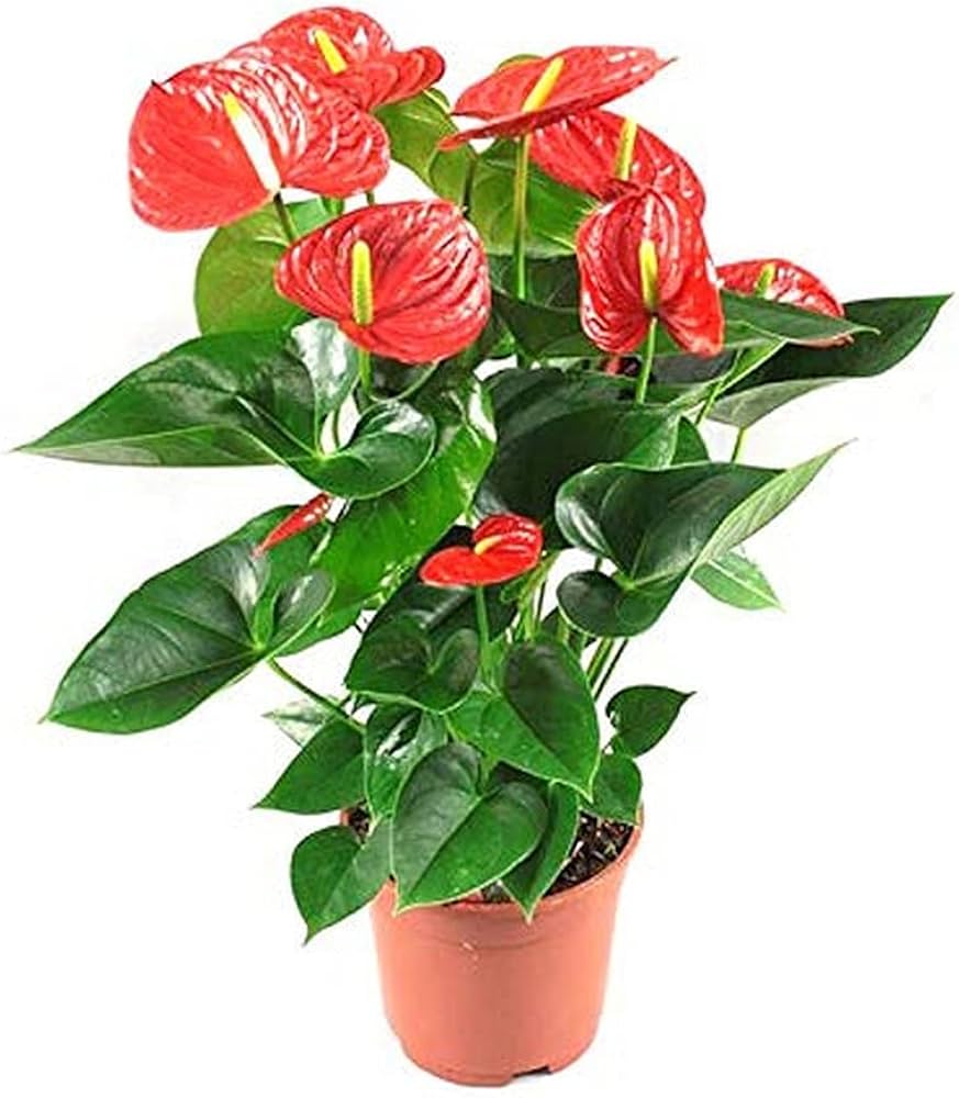 Flamingo Flower ��������� Anthurium andraeanum ��������� for growing as indoor houseplant