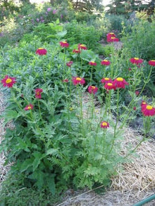Rose Chrysanthemum Coccineum Seeds known for red, Bold Chrysanthemum Blooms