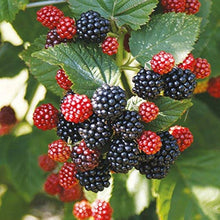 Blackberry Rubus Fruticosus fruit Seeds for a homegrown harvest from the backyard gardening and edible landscapes