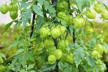 Balloon Vine Seeds (Cardiospermum halicacabum) for trellises and fences in the backyard trellis and vertical gardening