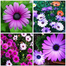 Afano Blue-Eyed Daisy Seeds known for indoor Flower Planting