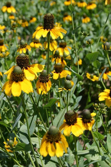 Clasping Coneflower Seeds for seasonal color across the Vibrant Wildflower Gardens