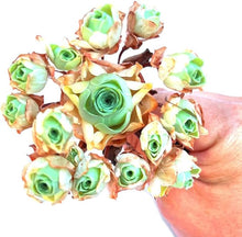 Greenovia Mountain Rose for Succulent Garden Seeds for low-maintenance growing in the Succulent Garden