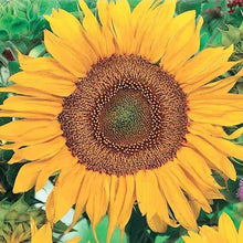 Heirloom Sunflower "Zwerg Sunspot" Seeds valued for compact, Bright Blooms