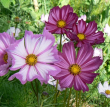 Cosmos Picotee Mixed Colors Seeds for a colorful addition to any planting