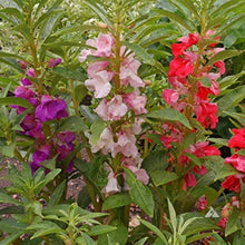 Balsam Tom Thumb Red Seeds (Impatiens balsamina) for a bright addition to the home garden borders and planting