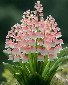 Lily Convallaria Majalis Lily of the Valley Seeds for a bright addition to the Shaded Garden Areas