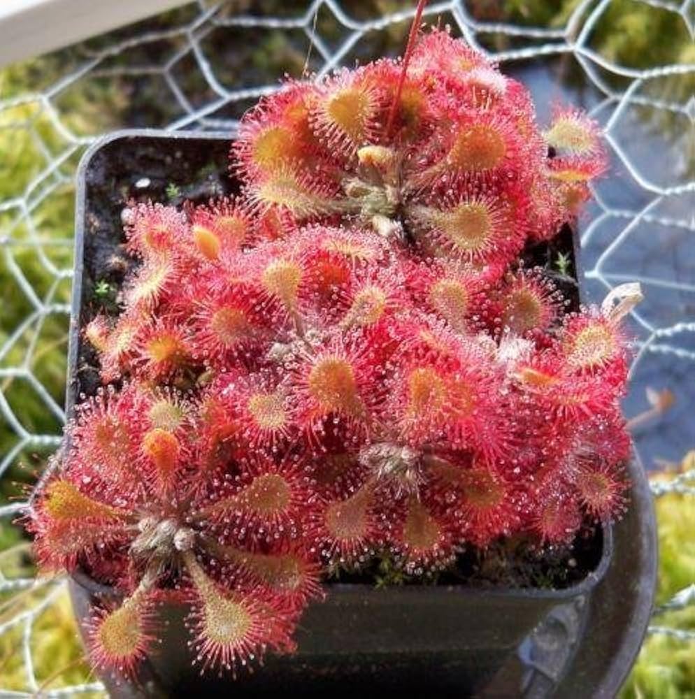 Pink insectivorous plant seeds