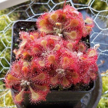 Pink insectivorous plant seeds