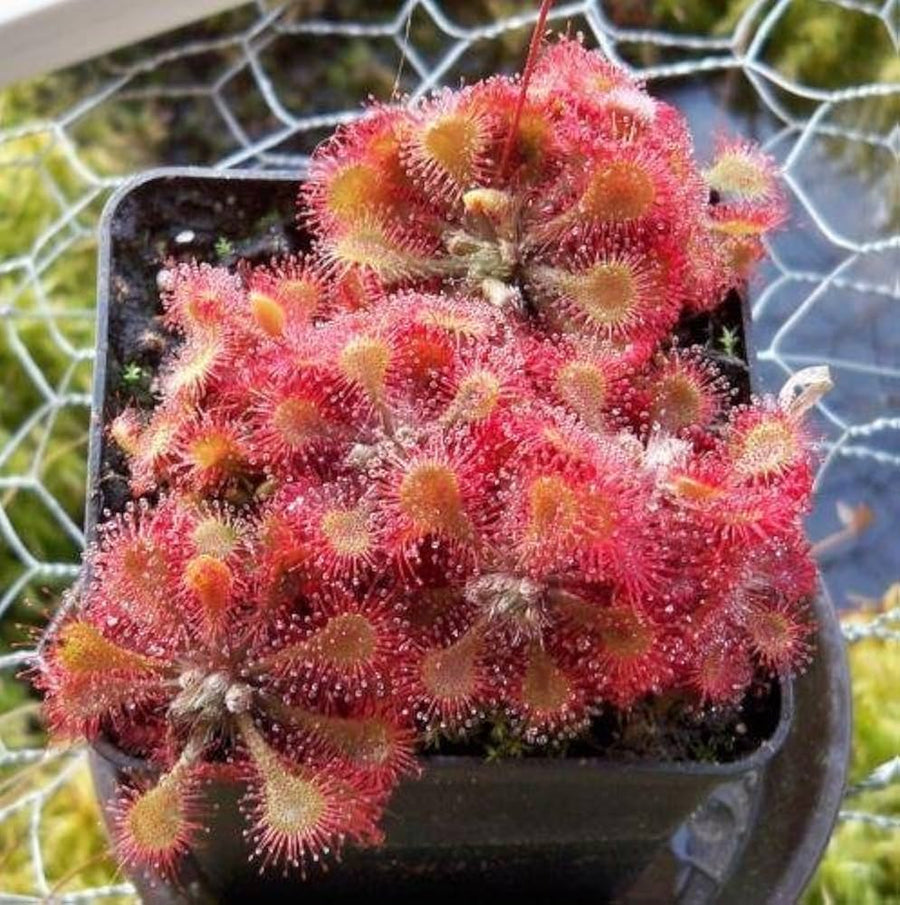 Pink insectivorous plant seeds