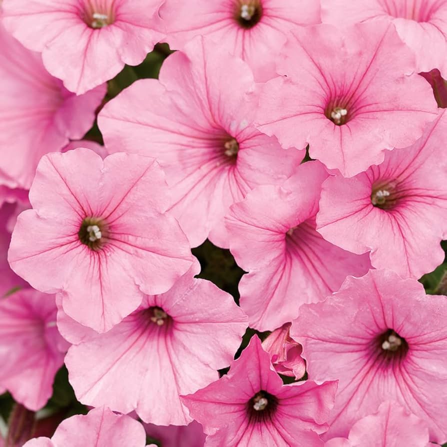 Petunia Flower ��������� Petunia spp. ��������� for planting in pink garden