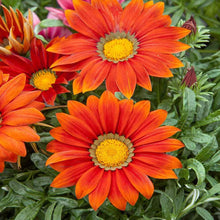 Plant Seeds (Ground cover) for growers seeking a long-blooming display