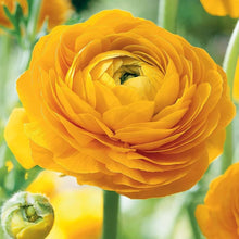 Ranunculus Asiaticus Seeds for colorful blooms in the Rich, Layered Garden Blooms