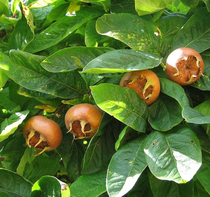 Mespilus Germanica Medlar Tree Seeds for Hardy, Unique Fruit Trees
