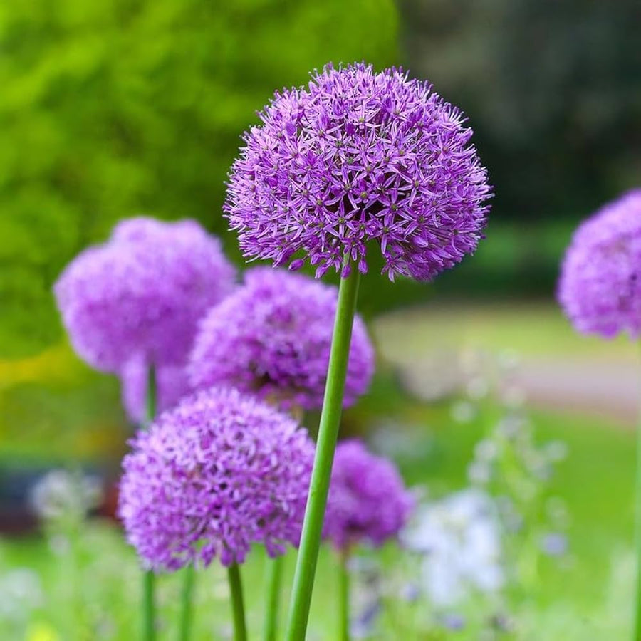 Allium Peninsulare ��������� Allium peninsulare ��������� for planting in garden