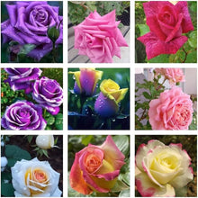 Rose Seeds for a bright addition to the Mixed Color Garden