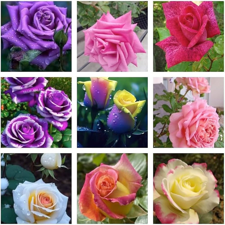 Rose Seeds for a bright addition to the Mixed Color Garden