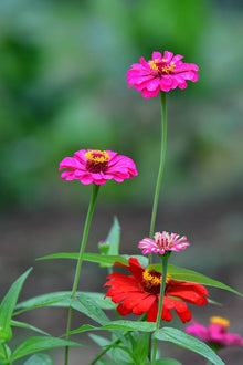 Zinnia Seeds (Zinnia elegans) for a colorful addition to any planting