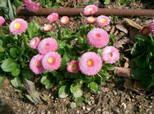 Bellis Strawberries & Cream Daisy Seeds prized for beautiful Flowers