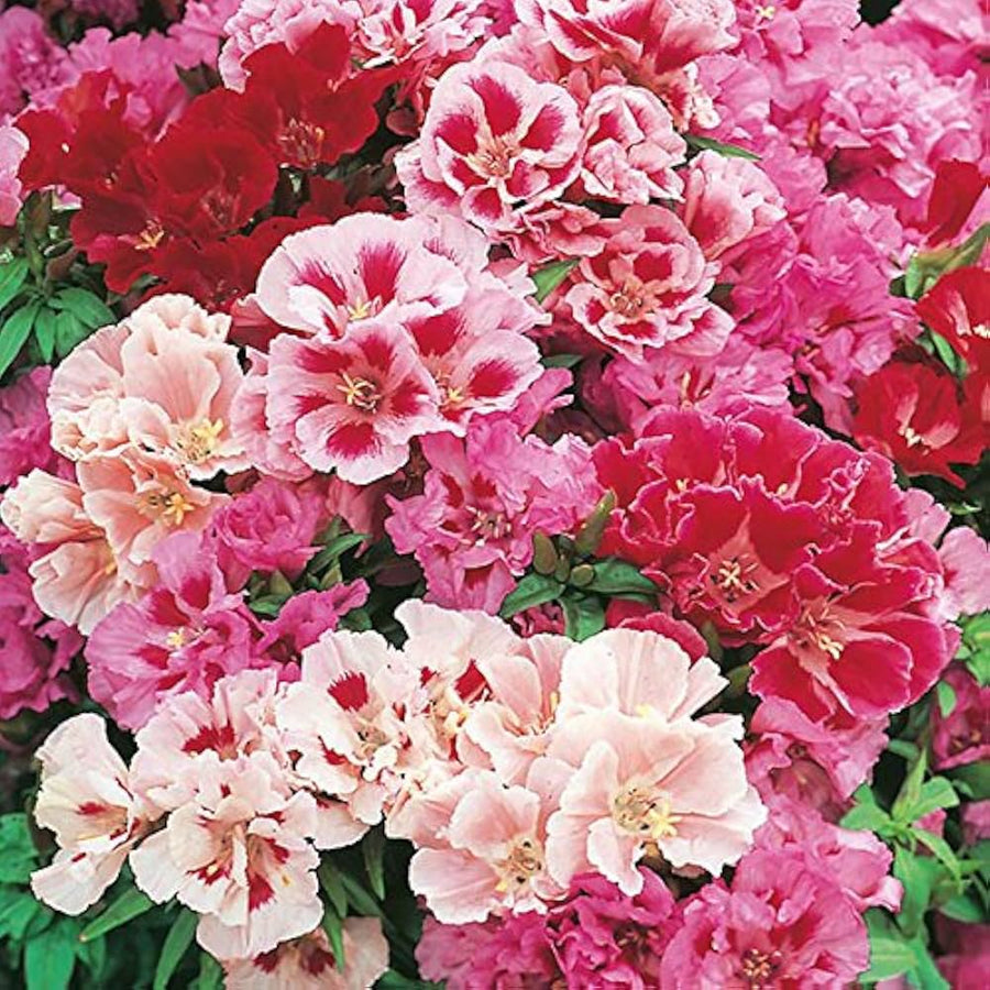 Godetia Azalea Double Mix flowers from seeds with colorful, ruffled double-layered blooms