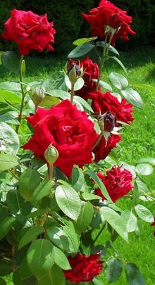 Hellgrau Red Rose Tree Seeds for a lasting addition to the landscape