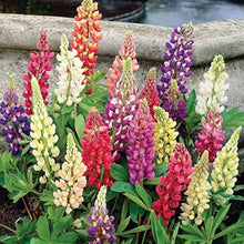 Sweet Blue Lupin Lupinus Polyphyllus Seeds for a bright addition to the Flower Bed & Urban Garden