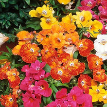 Nemesia Masquerade Seeds for reliable seasonal color