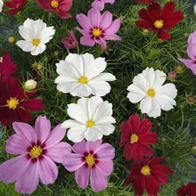 Cosmos flores perennial flowers for garden