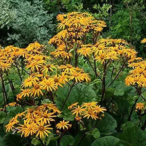 Ligularia Dentata Ligularia dentata for planting in shade garden