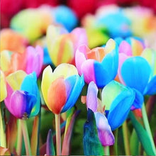 Plant Seeds (Rainbow tulip) for growers filling out the outdoor garden beds or balcony pots
