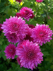 Green Blue Purple Chrysanthemum Seeds known for perennial Flowers