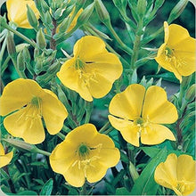 Evening Primrose Oenothera Lamarckiana Seeds for colorful blooms in the Flower Bed