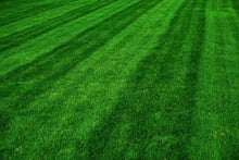 Kentucky Bluegrass Seeds valued for lawn