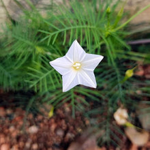Argyranthemum ‘Biancaneve’ flower Seeds for growers seeking a long-blooming display