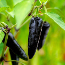 Chile Pepper Seeds (Capsicum chinense) for a fresh homegrown crop from the Naglah Brown in Home Garden